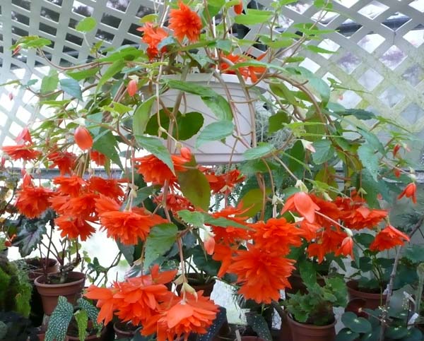 B. ‘Erfurt’
